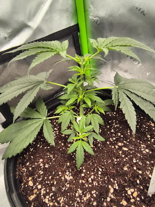New England Revived. Week 3 - New England Lights-Old Brown Dog Genetics day 28