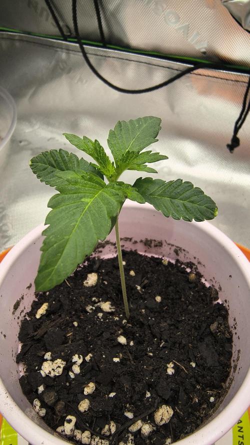 Grow Tent Pro 2x4 P426 24x48x72. Week 2