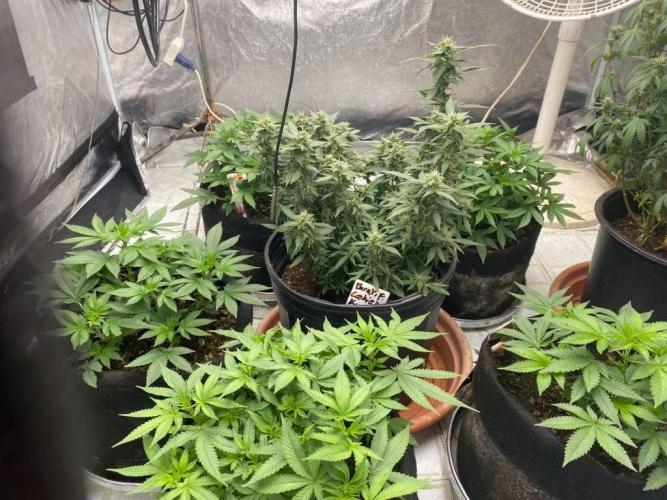 Louisiana Made Texas Paid. Week 3 - this was week 2 flower and my cookie kush auto day 75 still letting it go 