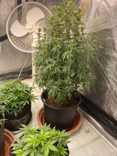 Louisiana Made Texas Paid. Week 3 - tall one a cookie kush auto also 