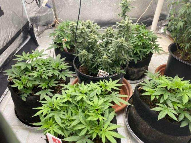 Louisiana Made Texas Paid. Week 3 - glookie the light color one and gelato 45 the dark ones 