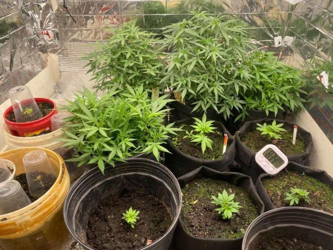 Louisiana Made Texas Paid. Week 3 - this some clones for glookies and gelato 45 and my gg4 auto and mimosa auto