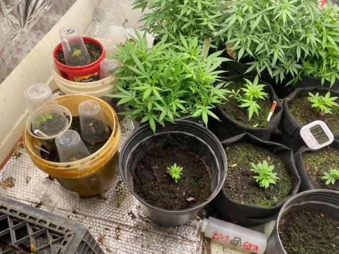 Louisiana Made Texas Paid. Week 3 - gg4 . glookies.gelato45.m.o.p.autos