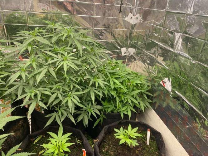 Louisiana Made Texas Paid. Week 3 - clones