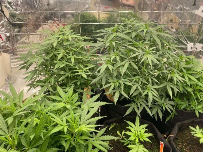 Louisiana Made Texas Paid. Week 3 - gg4 and m.o.p.auto 