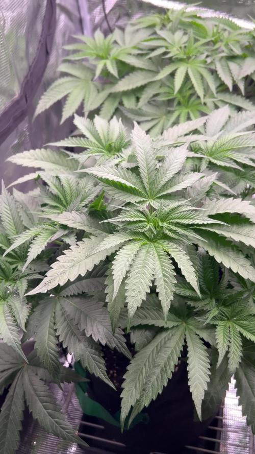 Flavor & Power: A Controlled Grow