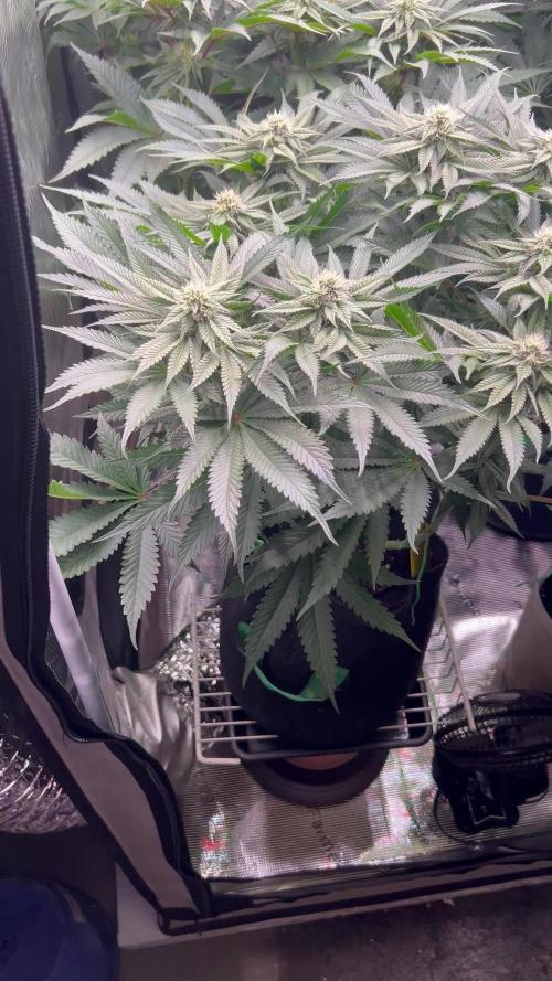 Flavor & Power: A Controlled Grow