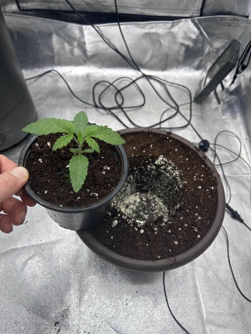 The Jet Puft Experiment. Week 2