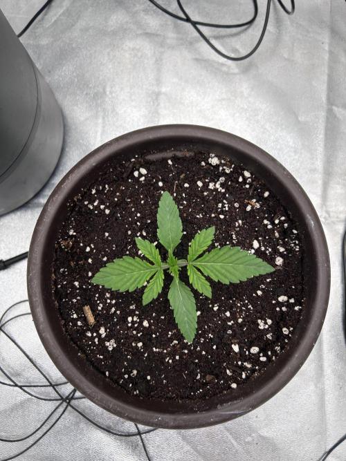 The Jet Puft Experiment. Week 2