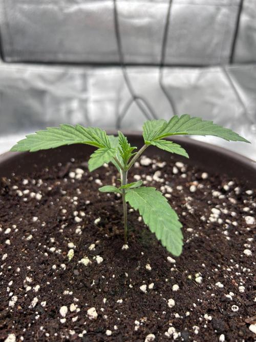 The Jet Puft Experiment. Week 2