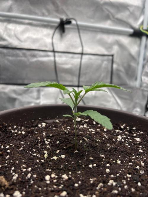 The Jet Puft Experiment. Week 2