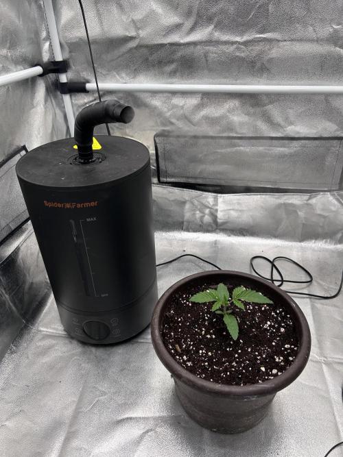 The Jet Puft Experiment. Week 2