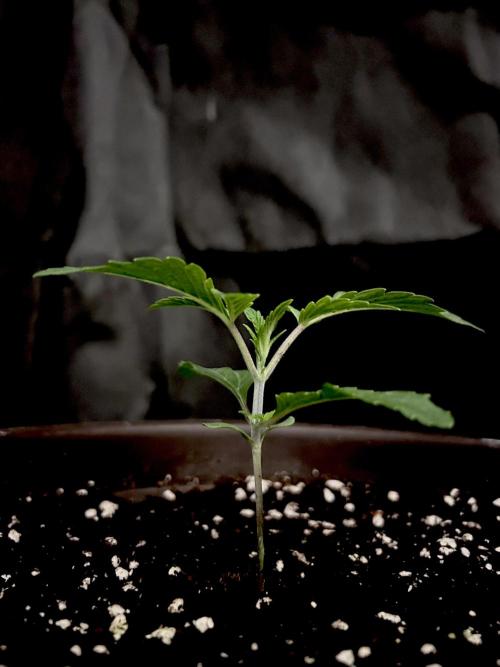 The Jet Puft Experiment. Week 2