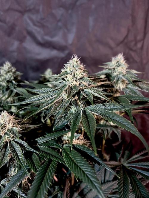 Flavor & Power: A Controlled Grow. Week 10