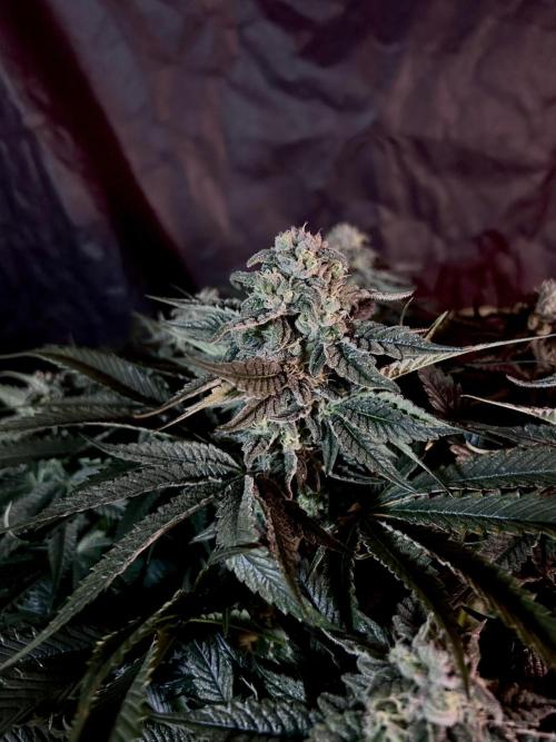 Flavor & Power: A Controlled Grow. Week 10