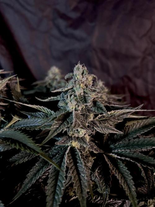 Flavor & Power: A Controlled Grow. Week 10