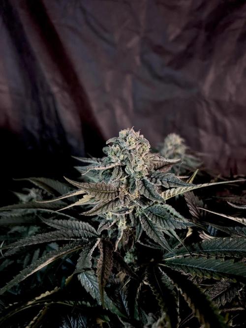 Flavor & Power: A Controlled Grow. Week 10