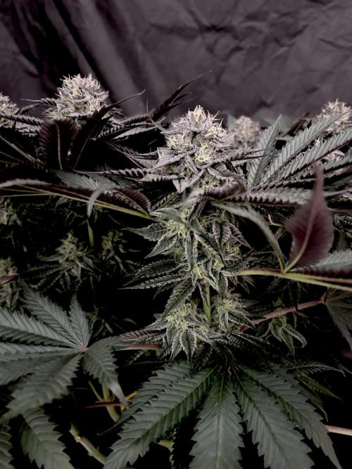 Flavor & Power: A Controlled Grow. Week 10