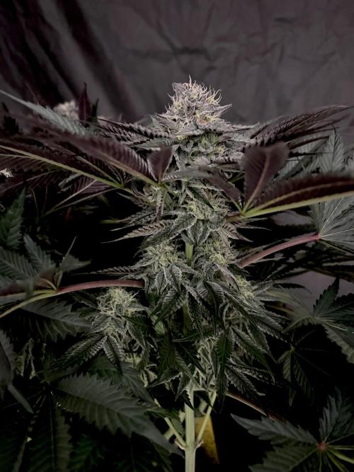 Flavor & Power: A Controlled Grow. Week 10