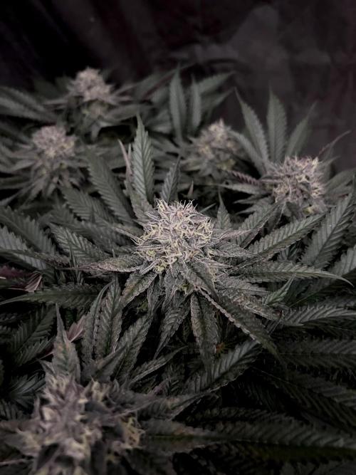 Flavor & Power: A Controlled Grow. Week 10