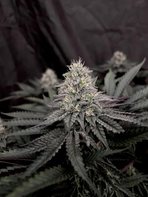 Flavor & Power: A Controlled Grow. Week 10