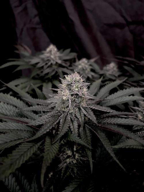 Flavor & Power: A Controlled Grow. Week 10