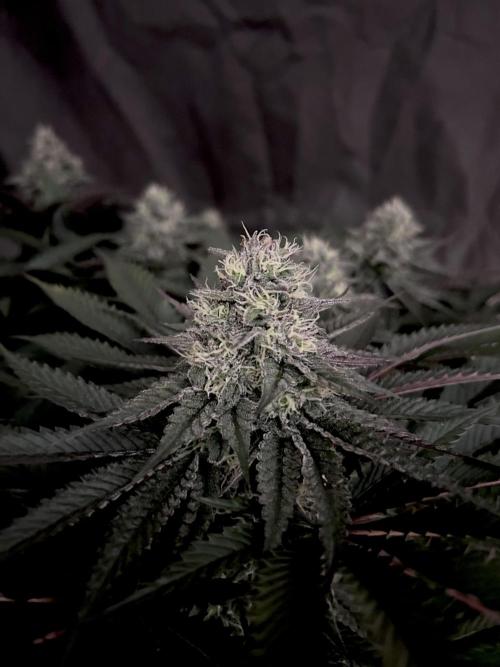 Flavor & Power: A Controlled Grow. Week 10