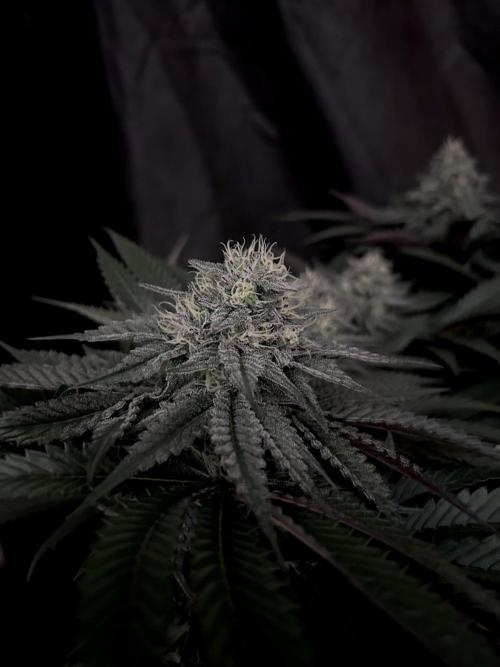 Flavor & Power: A Controlled Grow. Week 10