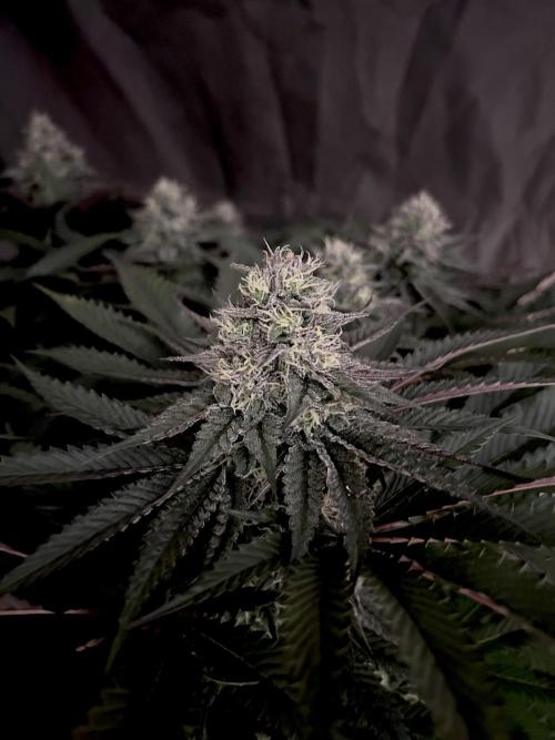 Flavor & Power: A Controlled Grow. Week 10