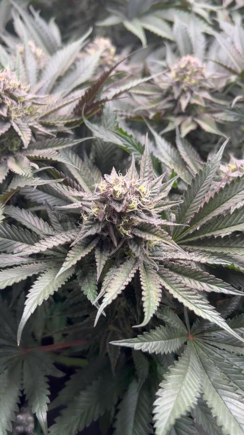 Flavor & Power: A Controlled Grow