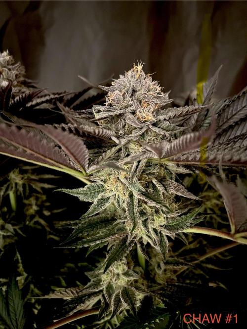 Flavor & Power: A Controlled Grow. Week 11