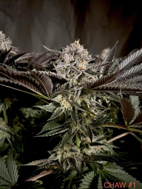 Flavor & Power: A Controlled Grow. Week 11