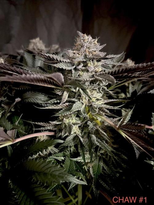 Flavor & Power: A Controlled Grow. Week 11