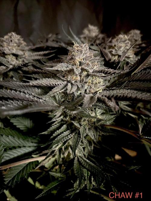 Flavor & Power: A Controlled Grow. Week 11