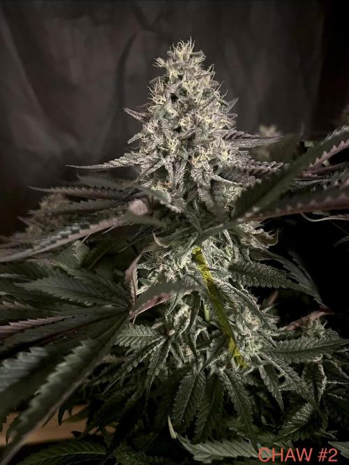 Flavor & Power: A Controlled Grow. Week 11