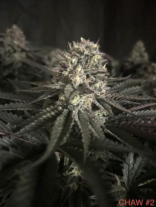 Flavor & Power: A Controlled Grow. Week 11