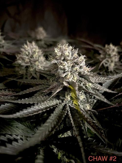 Flavor & Power: A Controlled Grow. Week 11