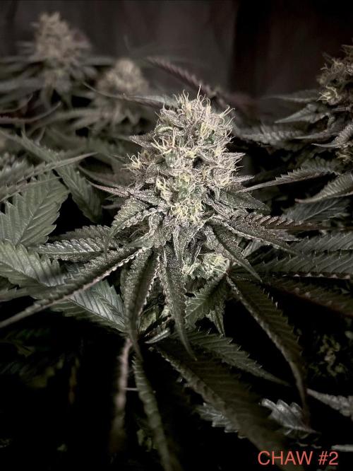 Flavor & Power: A Controlled Grow. Week 11