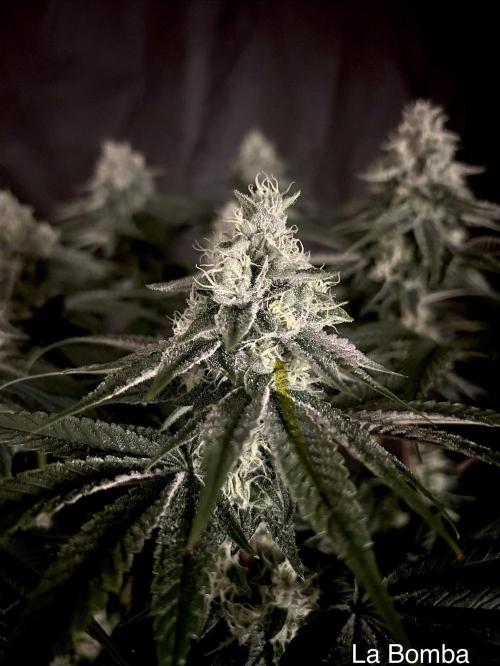 Flavor & Power: A Controlled Grow. Week 11