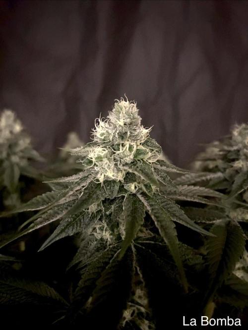 Flavor & Power: A Controlled Grow. Week 11