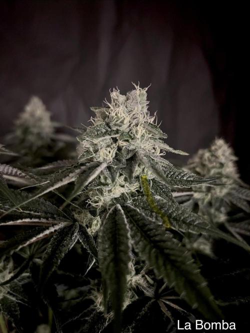 Flavor & Power: A Controlled Grow. Week 11