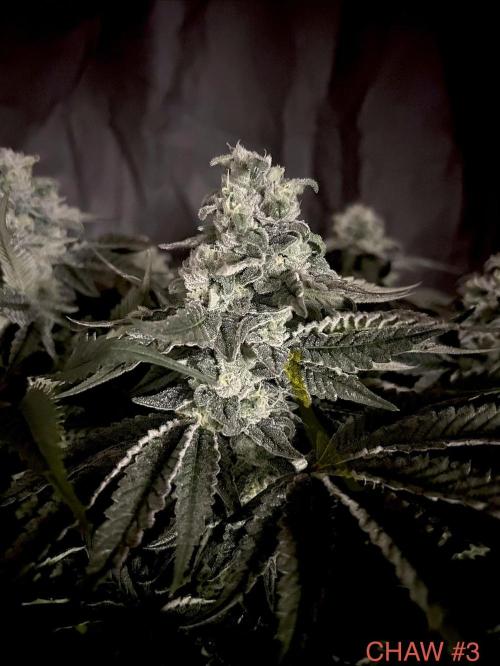 Flavor & Power: A Controlled Grow. Week 11