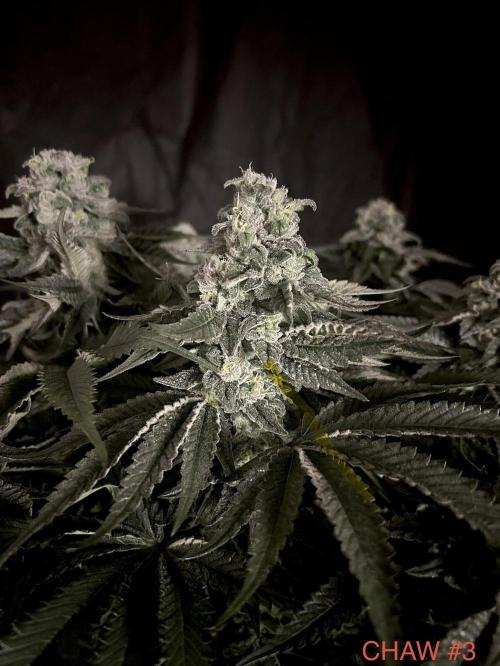 Flavor & Power: A Controlled Grow. Week 11