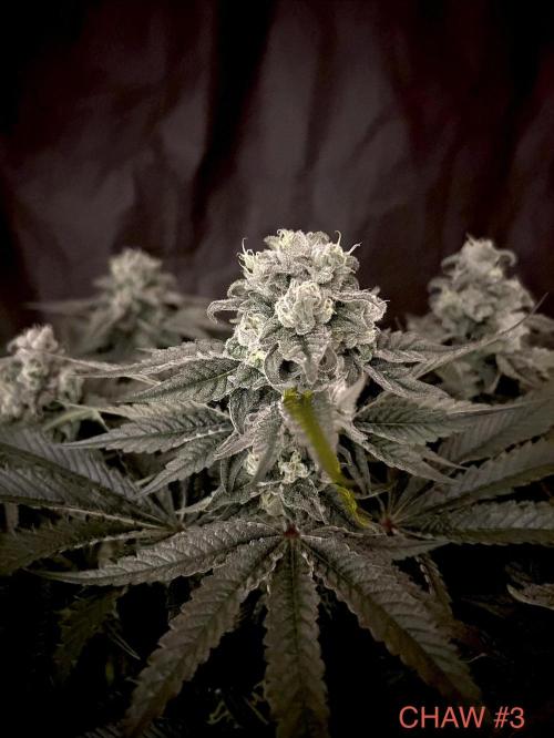 Flavor & Power: A Controlled Grow. Week 11