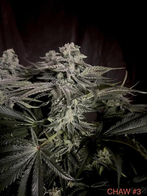 Flavor & Power: A Controlled Grow. Week 11