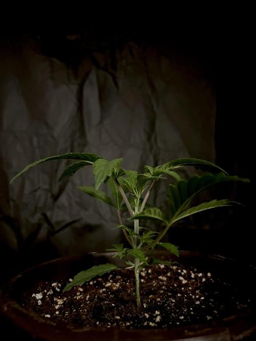 The Jet Puft Experiment. Week 3