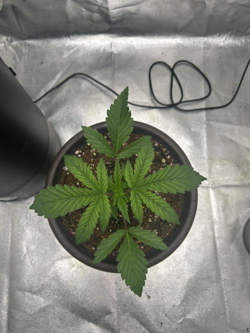 The Jet Puft Experiment. Week 3