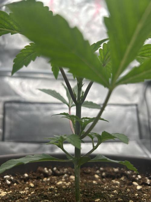 The Jet Puft Experiment. Week 3