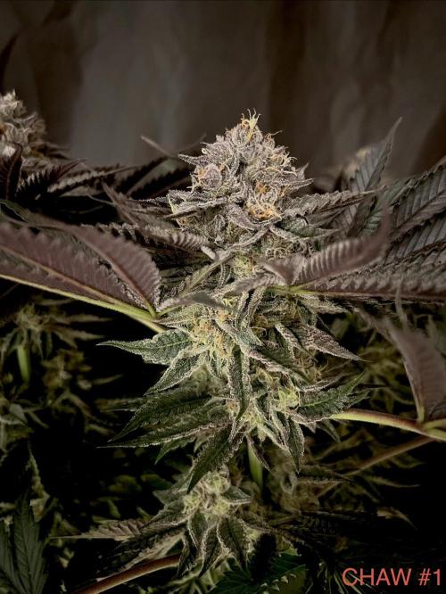 Flavor & Power: A Controlled Grow. Week 11