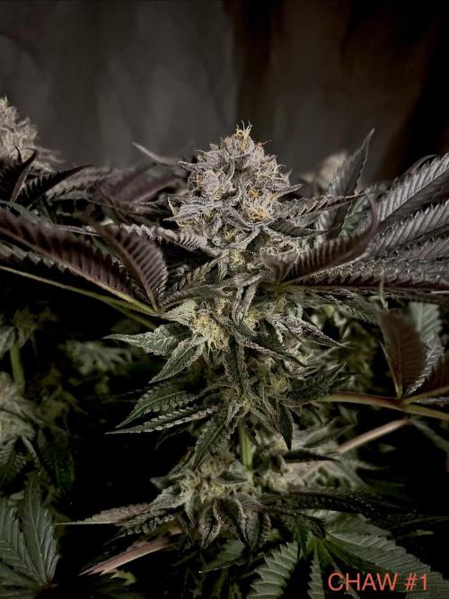 Flavor & Power: A Controlled Grow. Week 11